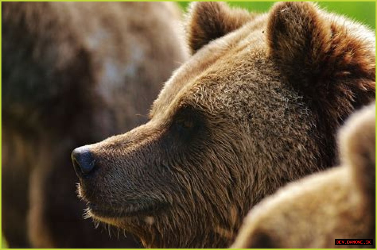 Exploring The World Of Bear Texting: A Unique Communication Style