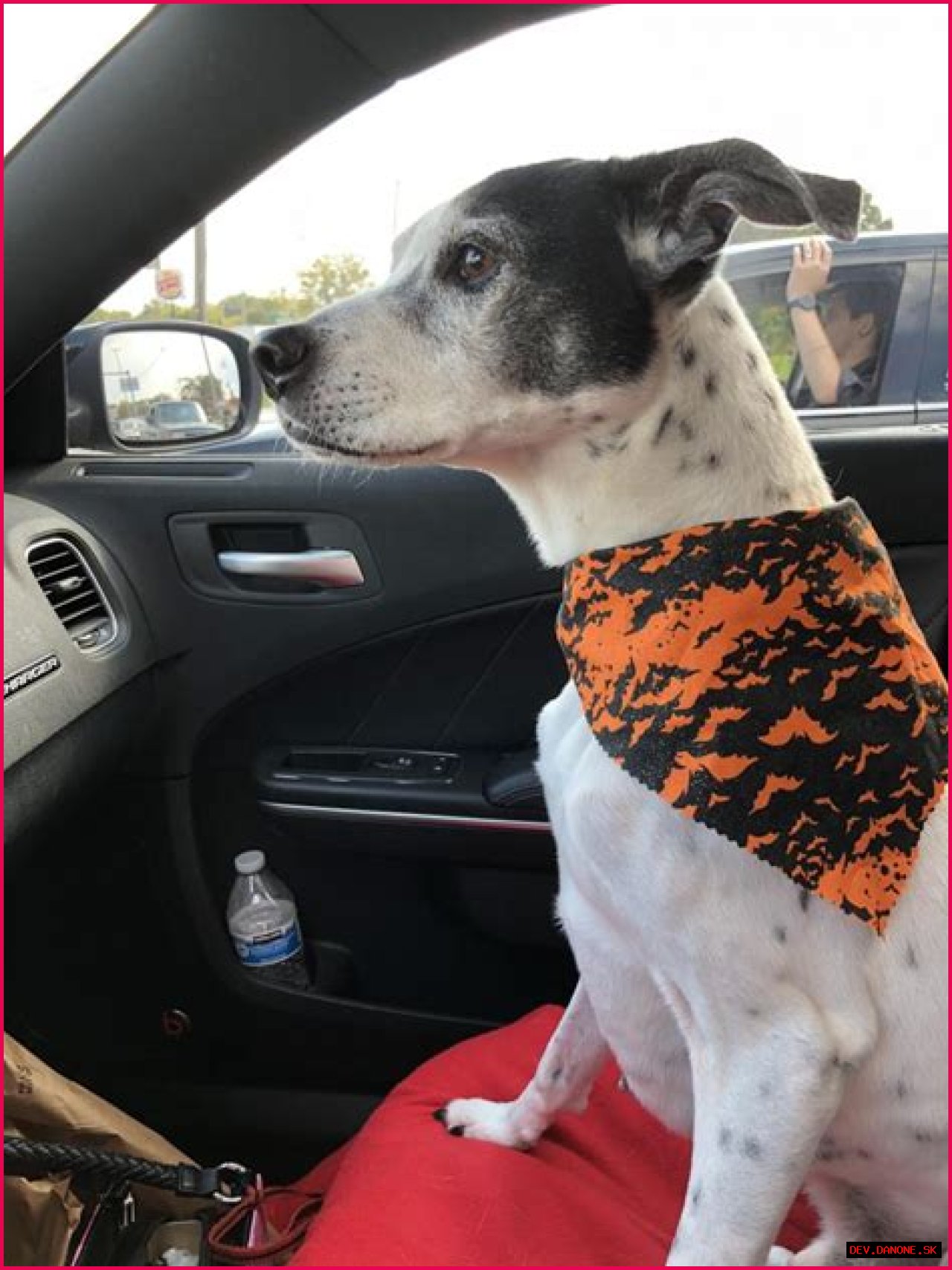 Finding Hope: Lost Pets Toledo Ohio